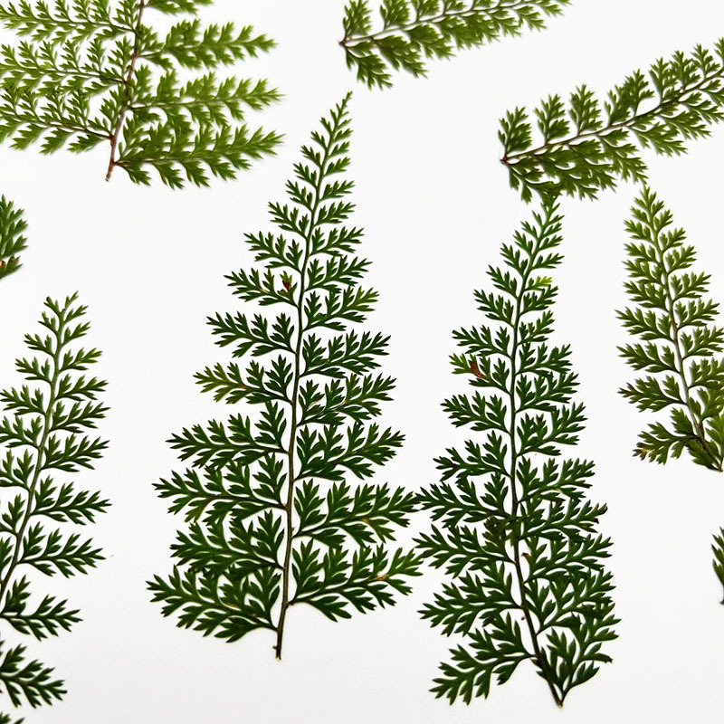 Resin Craft Ideas - 100 Stück Natürliche Regenfarn-Blätterproben, Farnpflanzen-DIY-Materialien, Fotorahmen