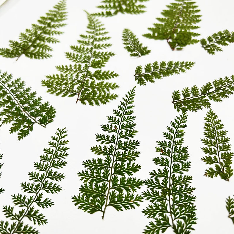 100 Stück Natürliche Regenfarn – Resin Craft Ideas Bewertung und Preis